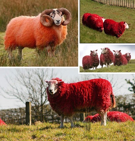 紅綿羊2.jpg