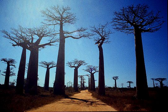 馬達加斯加.jpg