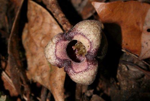 Hong Kong Asarum.jpg