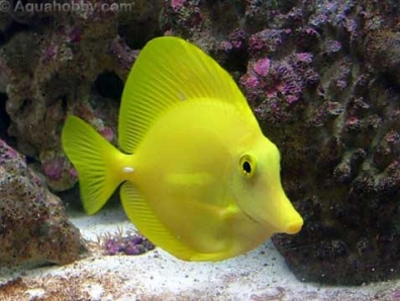 黃吊 - 飼養難度一般，明亮鮮黃，在珊瑚缸好搶眼，三吋長約$300