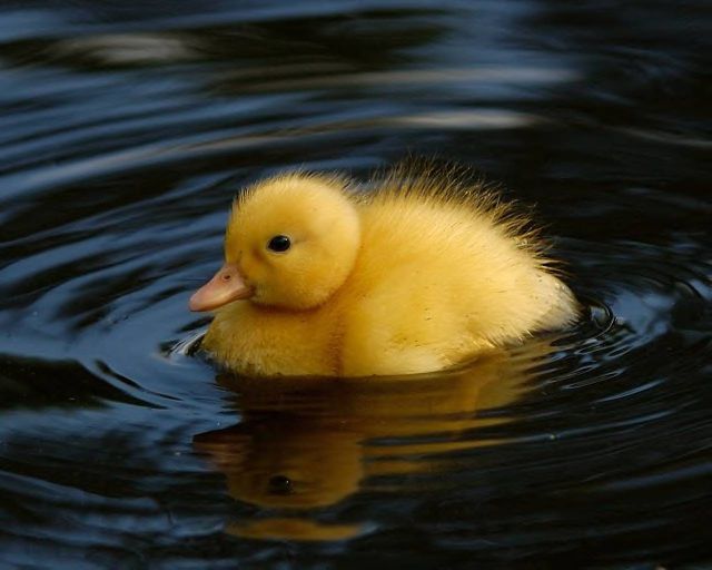 14608_animals_duck_baby_duck.jpg