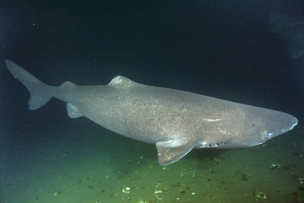 Greenland Shark 004.jpg