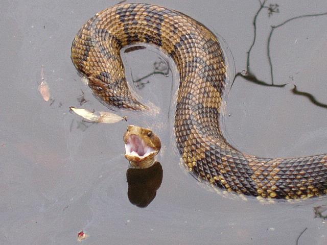 食魚蝮11.jpg