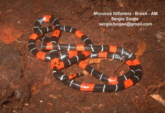 Micrurus filiformis.jpg