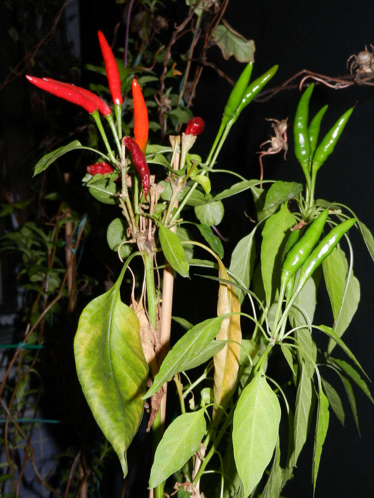 Pepper.jpg