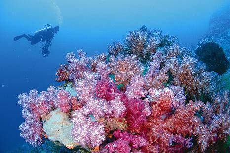 diving in coral.JPG
