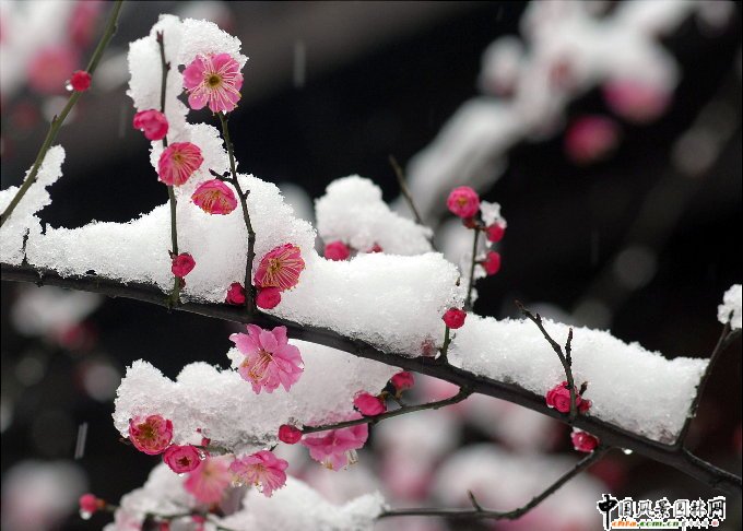 plum flower.jpg