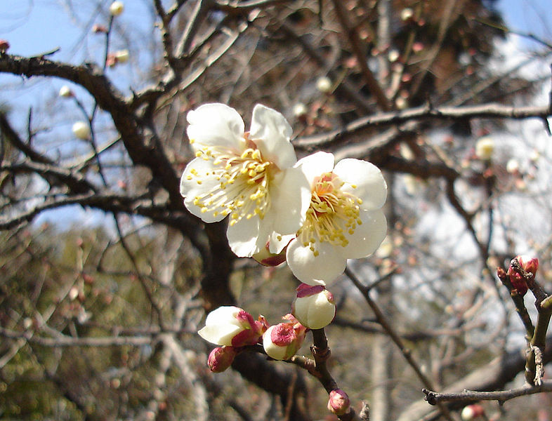 Plum1.jpg