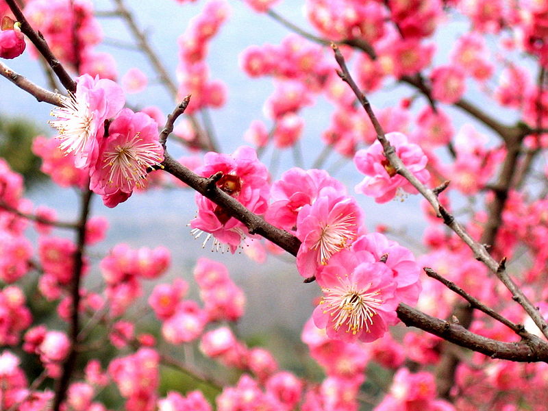 plum2.jpg