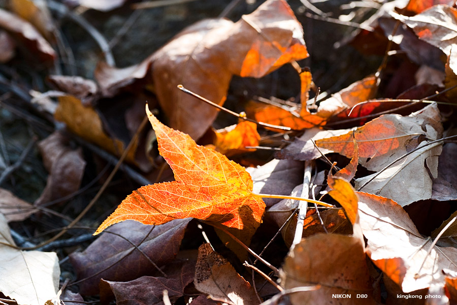 DSC_5436.jpg