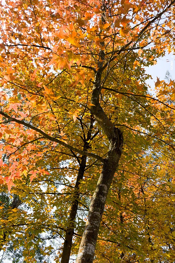 _DSC0286.jpg