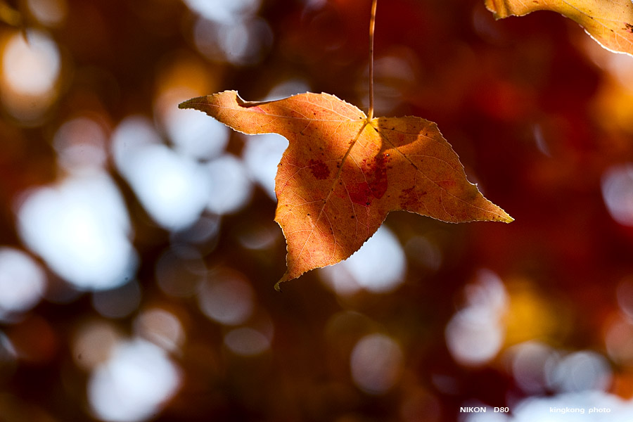 DSC_5455.jpg