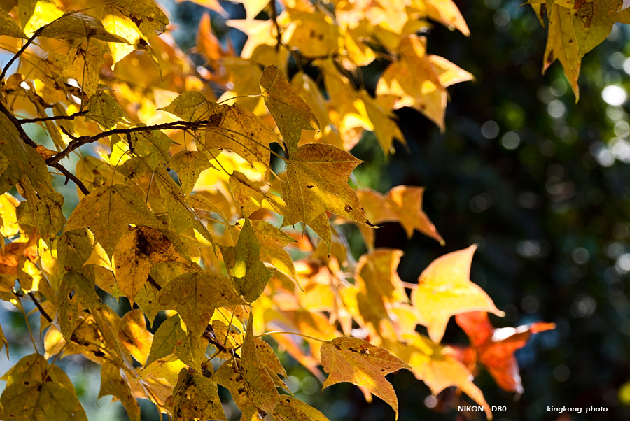 DSC_5453.jpg