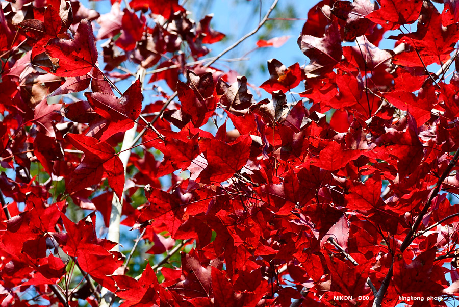 DSC_5462.jpg