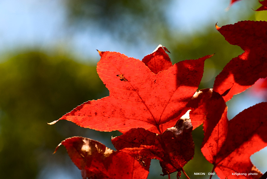 DSC_5466.jpg