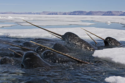 narwhal-group.jpg