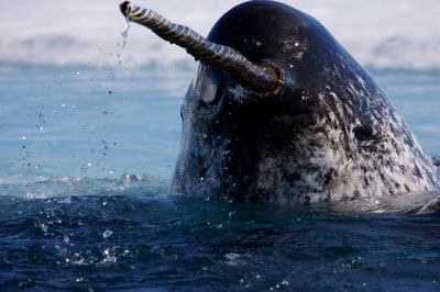 narwhal-close.jpg