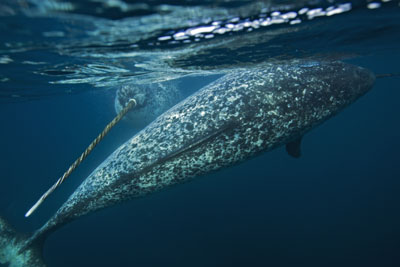 narwhal-underwater.jpg