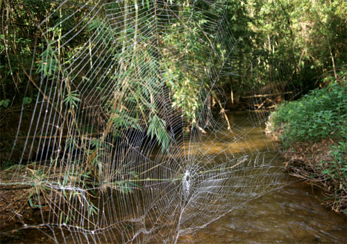 Spider-Web.jpg