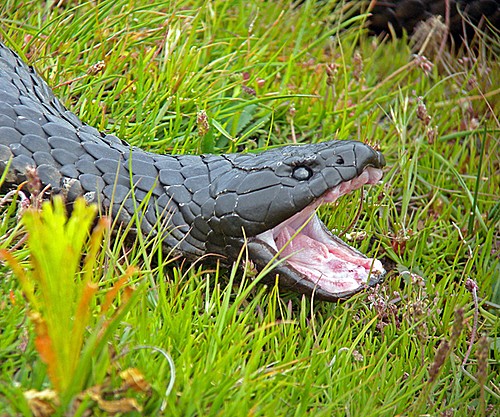 Tiger Snake-Pete Morris-2612.jpg