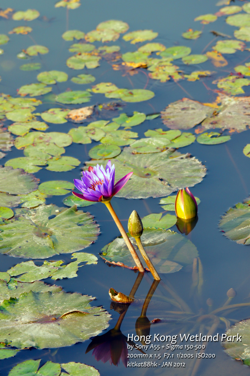 Wetland02.jpg