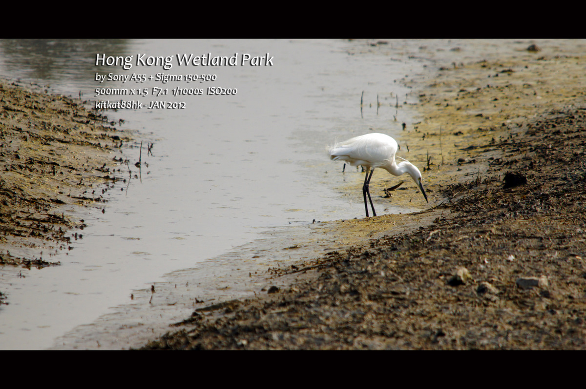 Wetland05.jpg