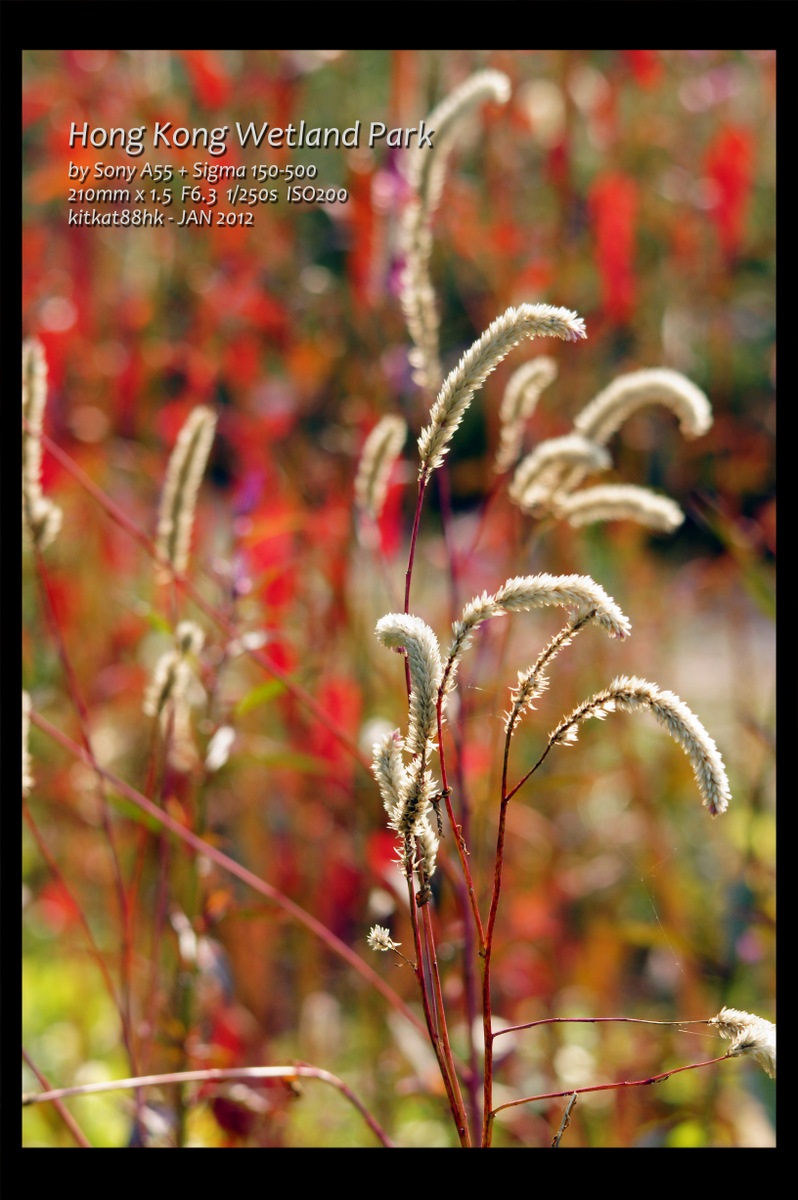 Wetland10.jpg