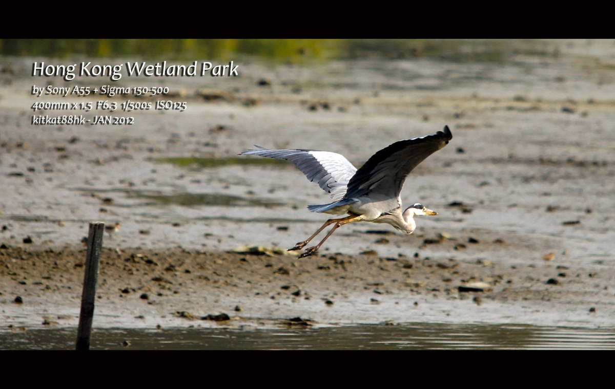 Wetland11.jpg