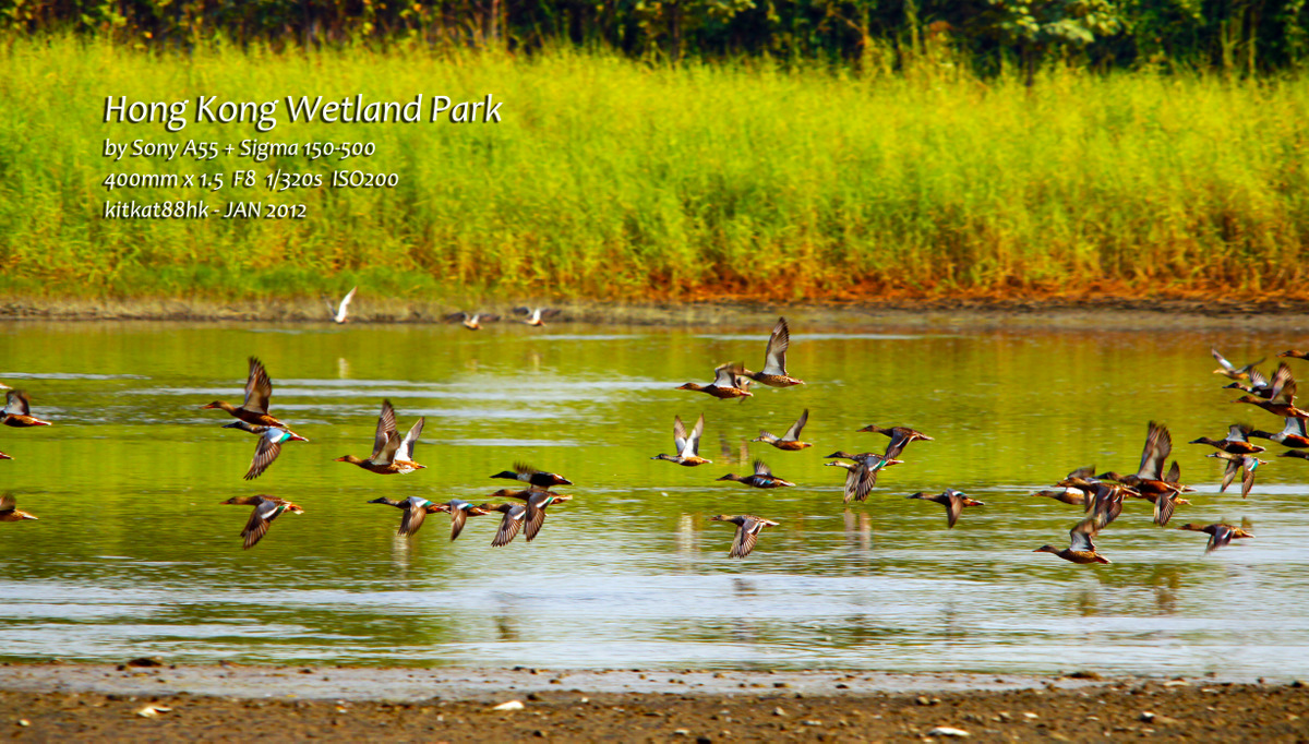 Wetland14.jpg