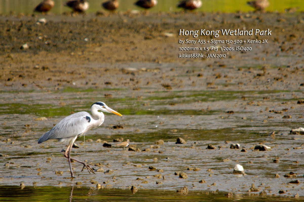 Wetland07.jpg