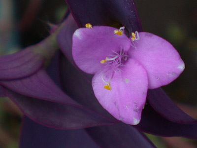 flower3.jpg