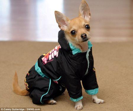 best-dressed-dog-2.jpg