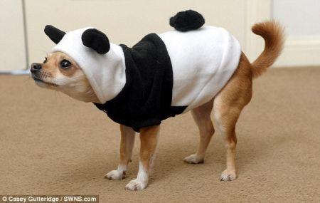 best-dressed-dog-4.jpg