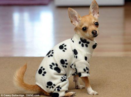 best-dressed-dog-3.jpg