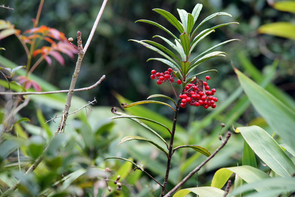 DSC08417-1.JPG