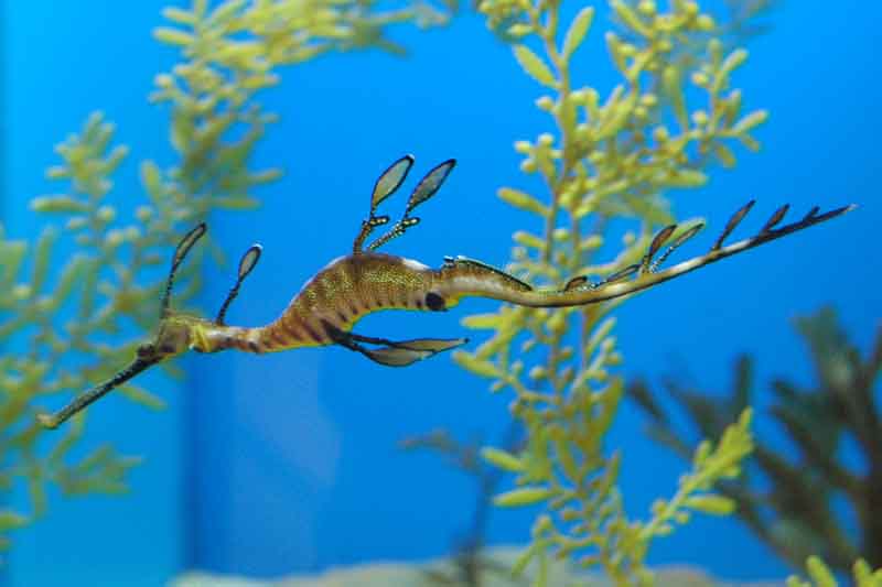 _e_SanDiego_SeaDragon_DSC_2185.jpg