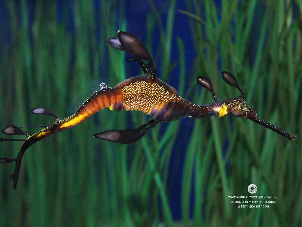 mba_wallpaper_1024_WeedySeaDragon.jpg