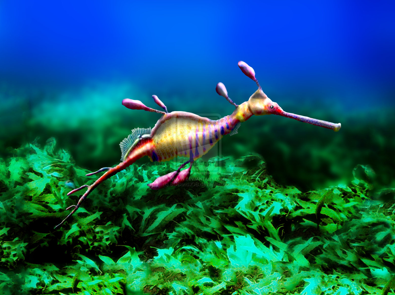 weedy_seadragon_by_bobandjob-d346dz5.jpg