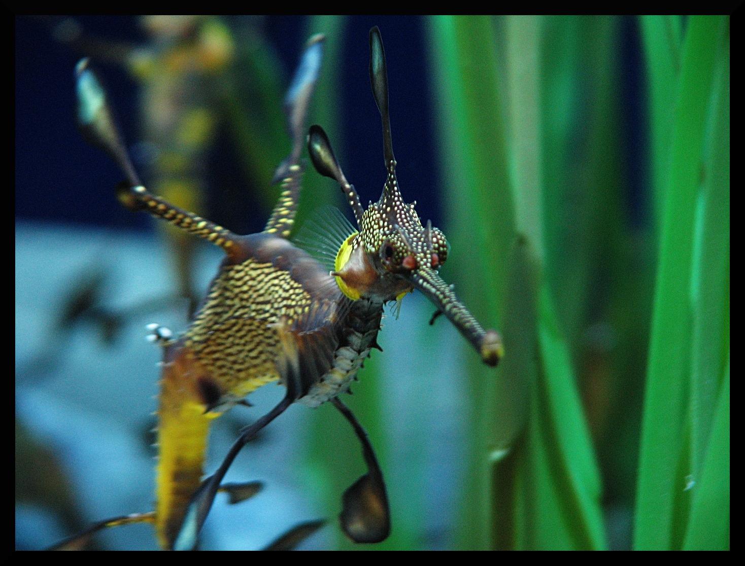 weedyseadragon.jpg