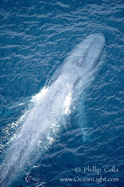 blue-whale.jpg