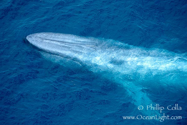 blue-whale1.jpg