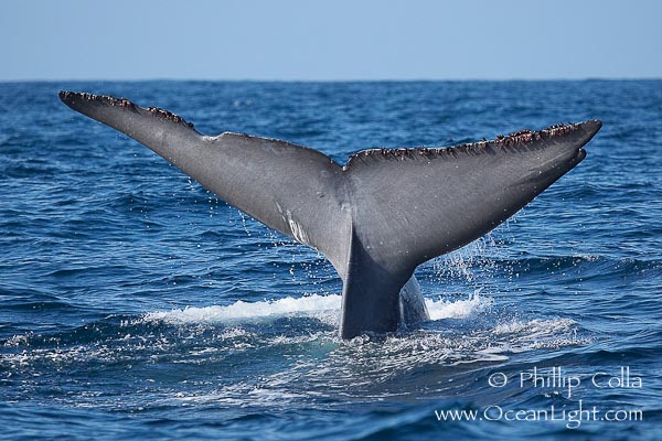 blue-whale2.jpg