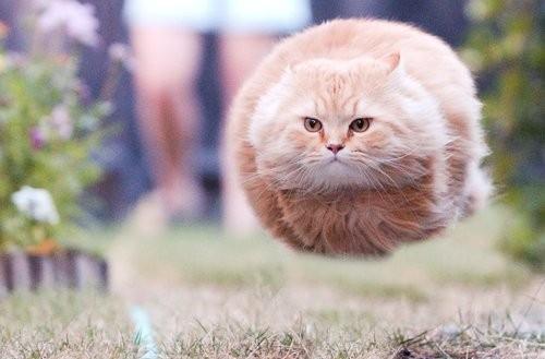 funny flying cat.jpg
