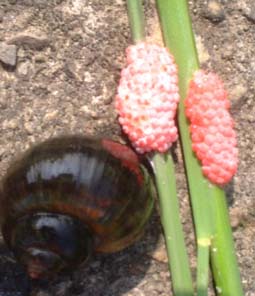 Niclo_snail.jpg