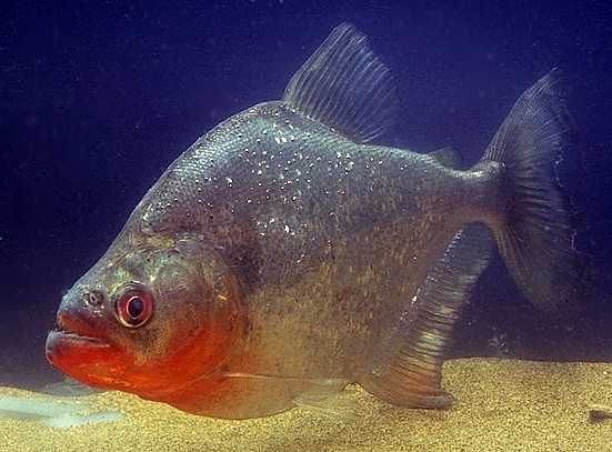 食人魚.jpg