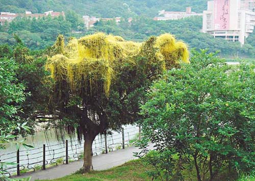日本菟絲子.jpg