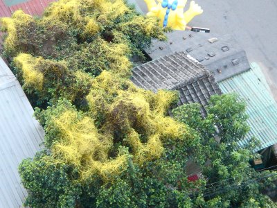 日本菟絲子1.JPG