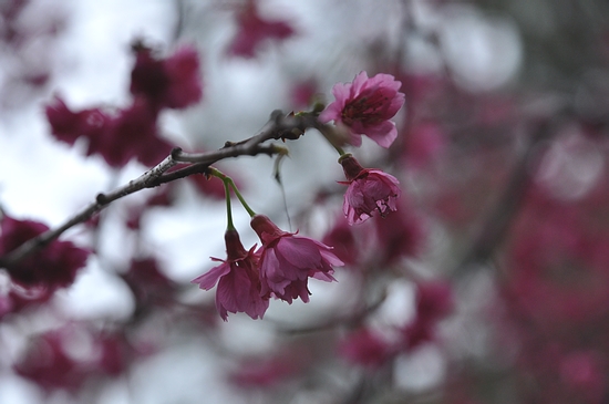 DSC_0156.JPG