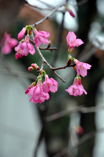 DSC_0172.JPG