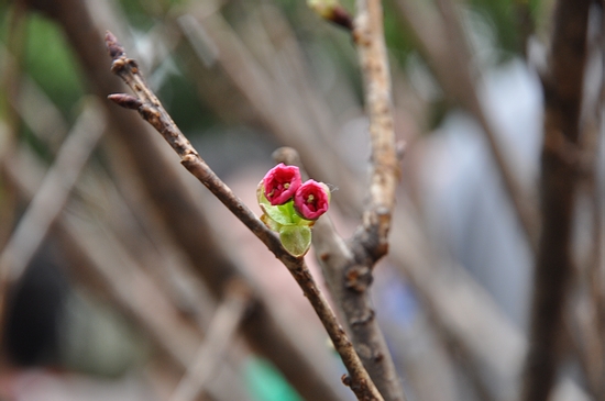 DSC_0181.JPG